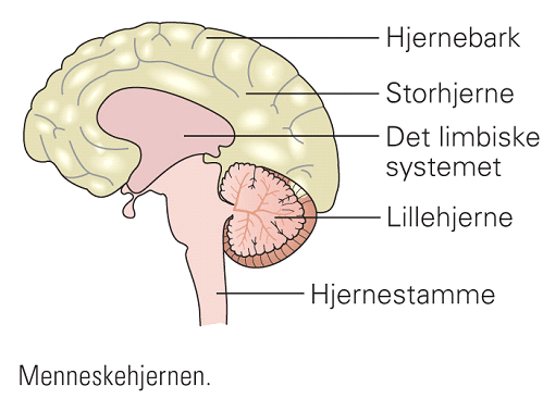 hjernen