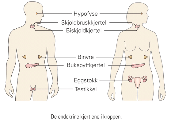 endokrine-kjertle